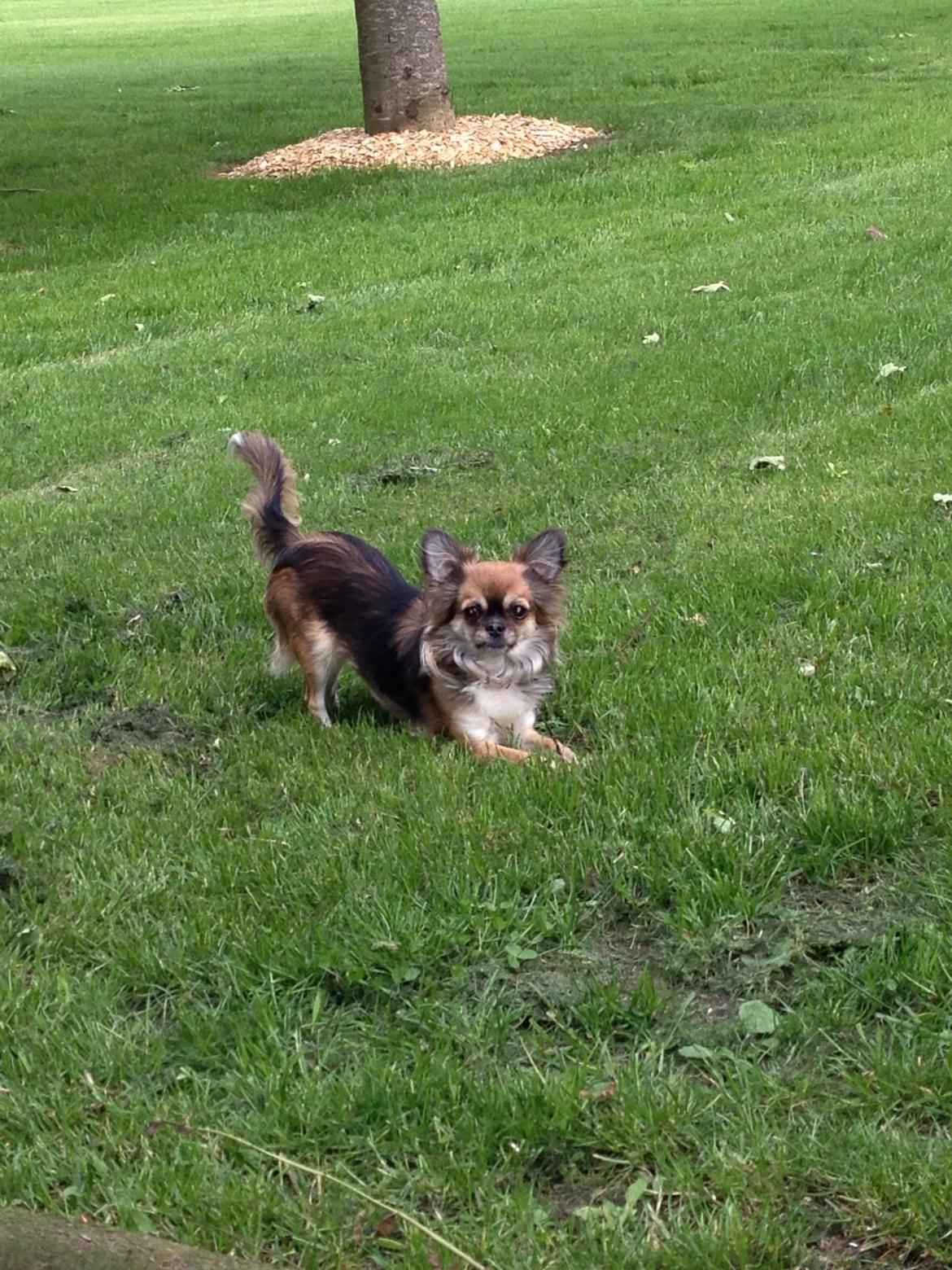 Chihuahua Langhåret - COCO billede 11