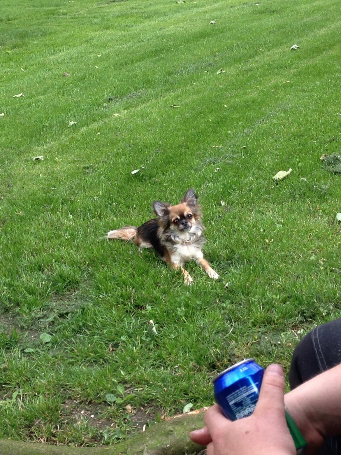Chihuahua Langhåret - COCO billede 12