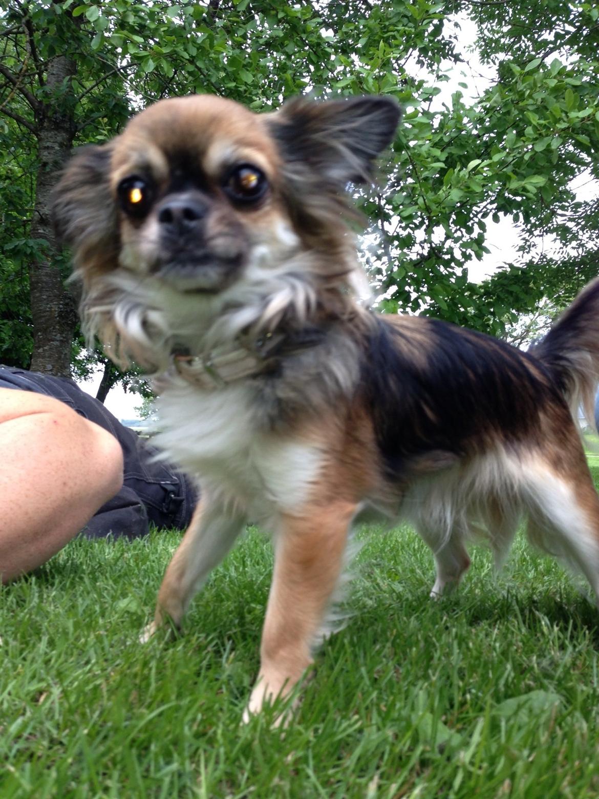 Chihuahua Langhåret - COCO billede 13