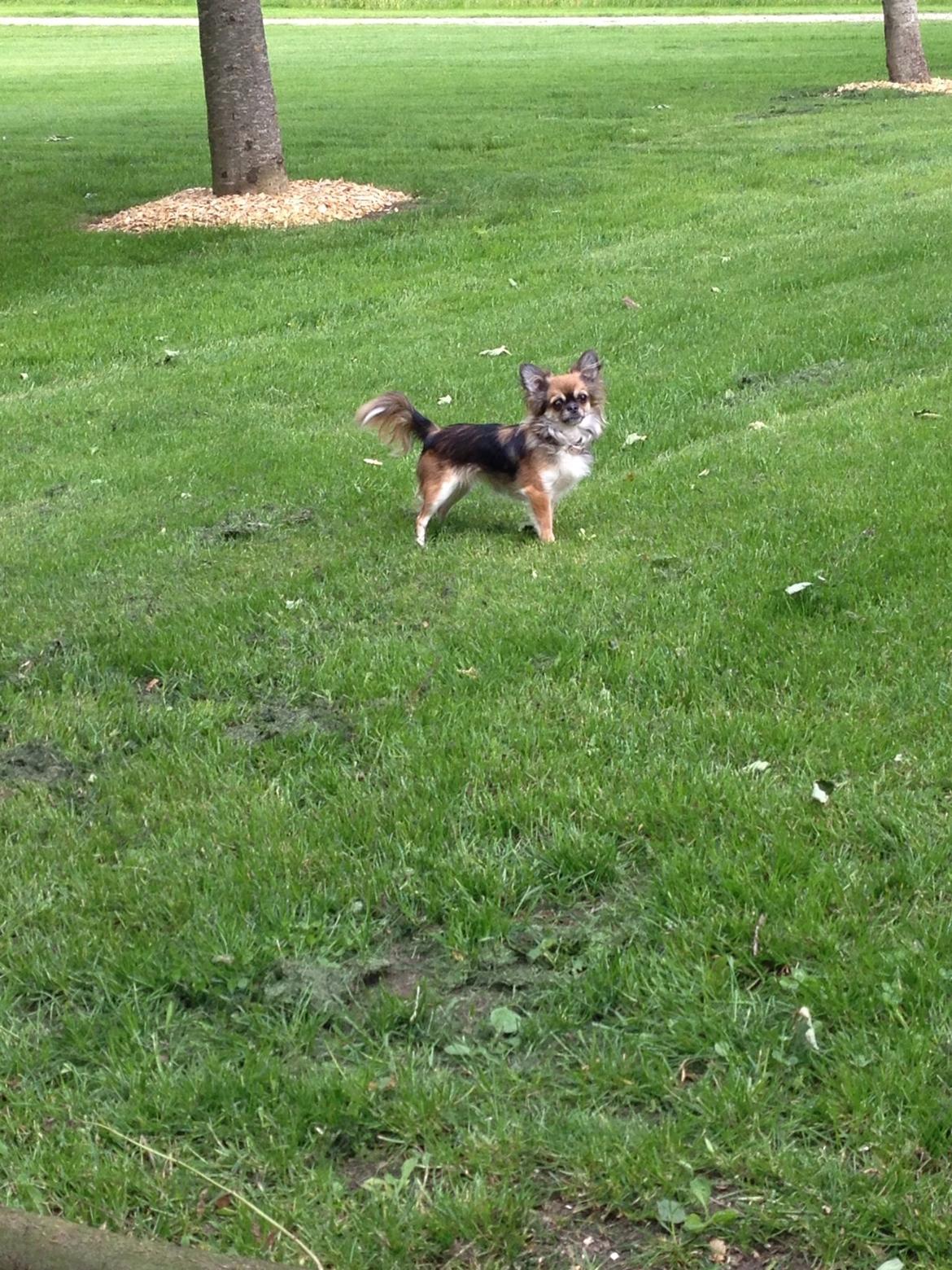 Chihuahua Langhåret - COCO billede 14