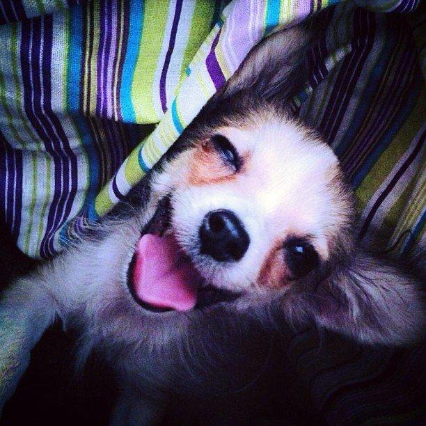 Chihuahua Milo [RIP] billede 7