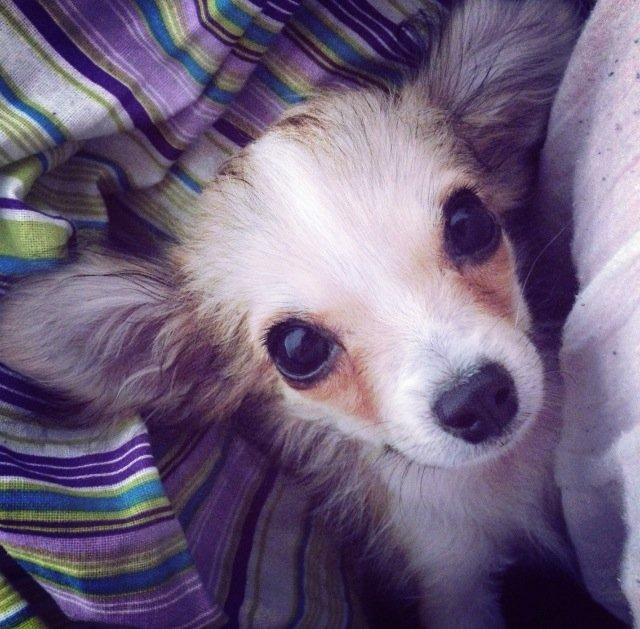 Chihuahua Milo [RIP] billede 8