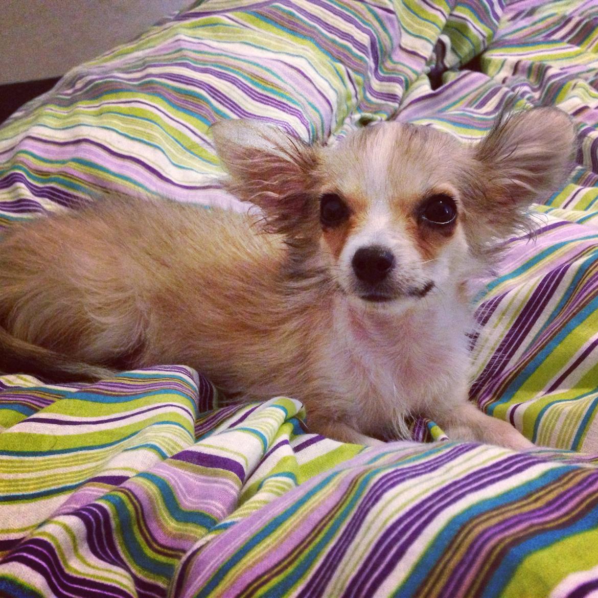 Chihuahua Milo [RIP] billede 9