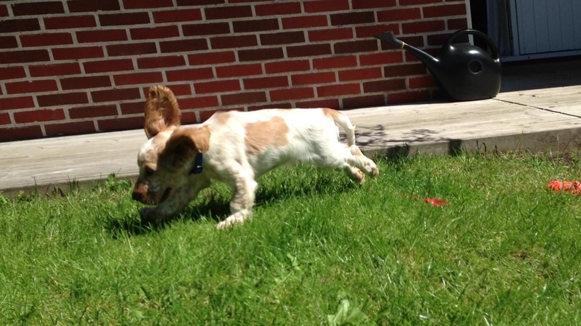 Cocker spaniel Karlo billede 9