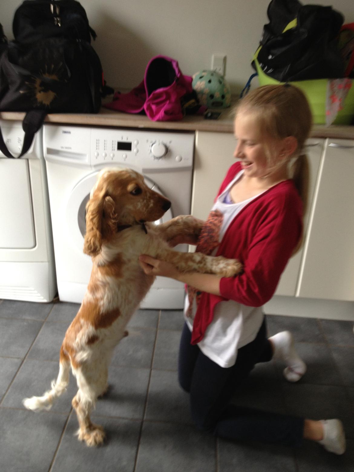 Cocker spaniel Karlo billede 10