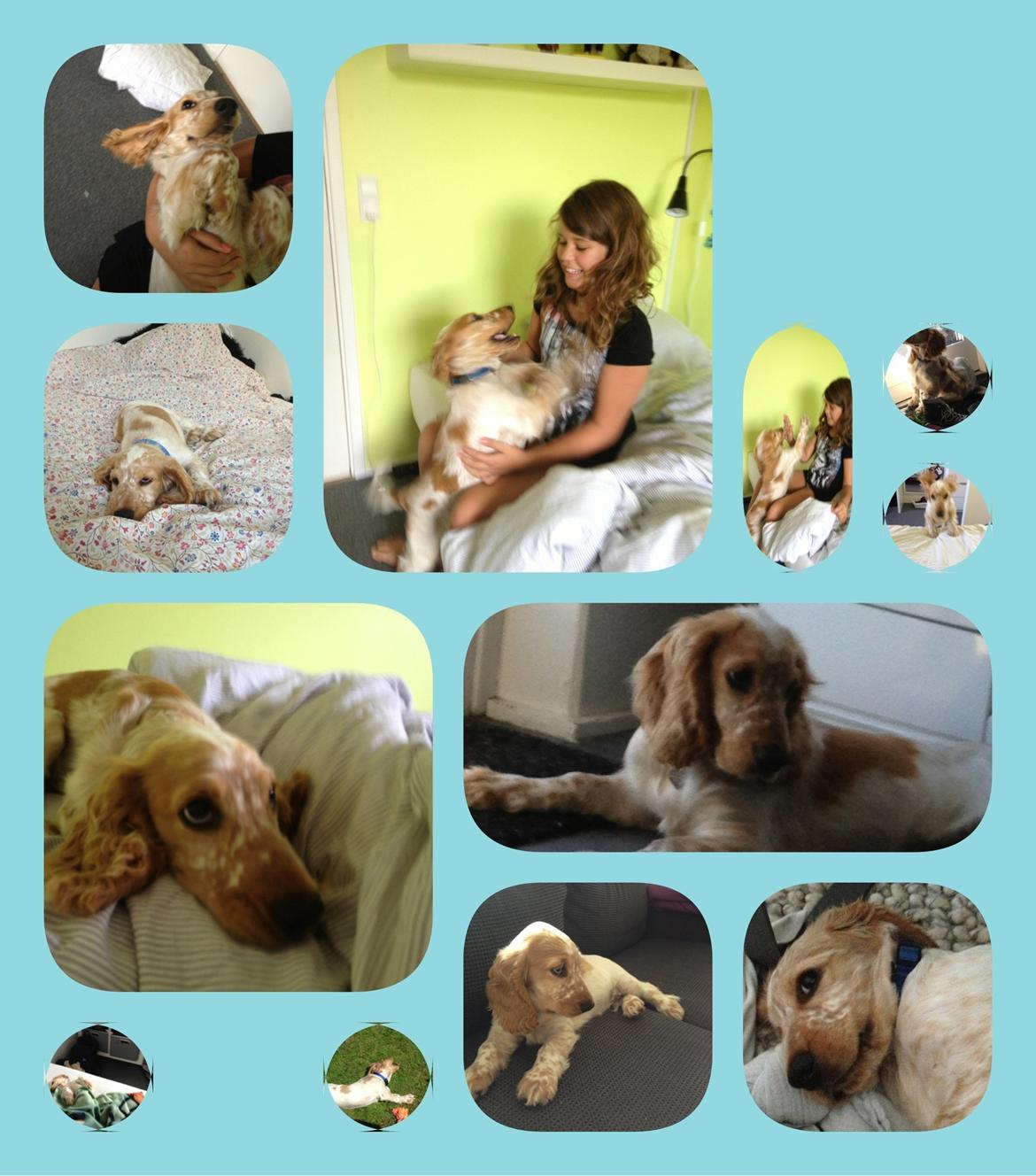 Cocker spaniel Karlo billede 11