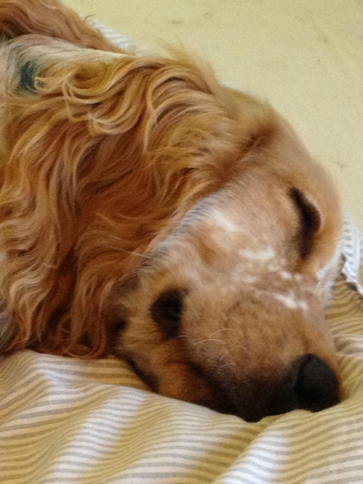 Cocker spaniel Karlo billede 12