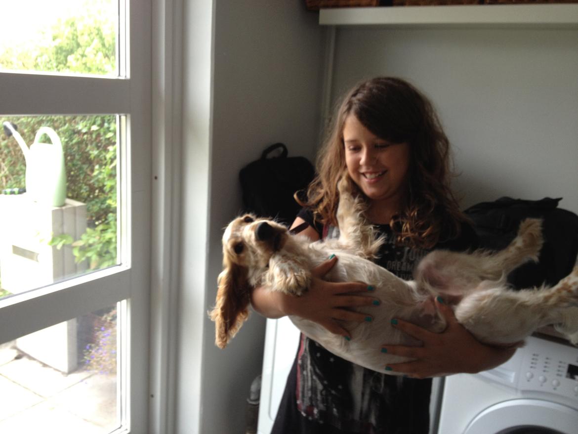 Cocker spaniel Karlo billede 13