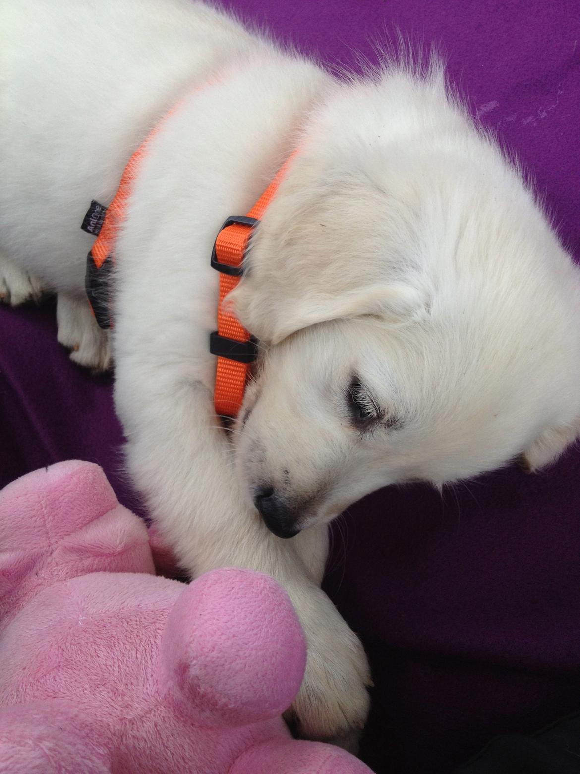 Golden retriever Fifi billede 1