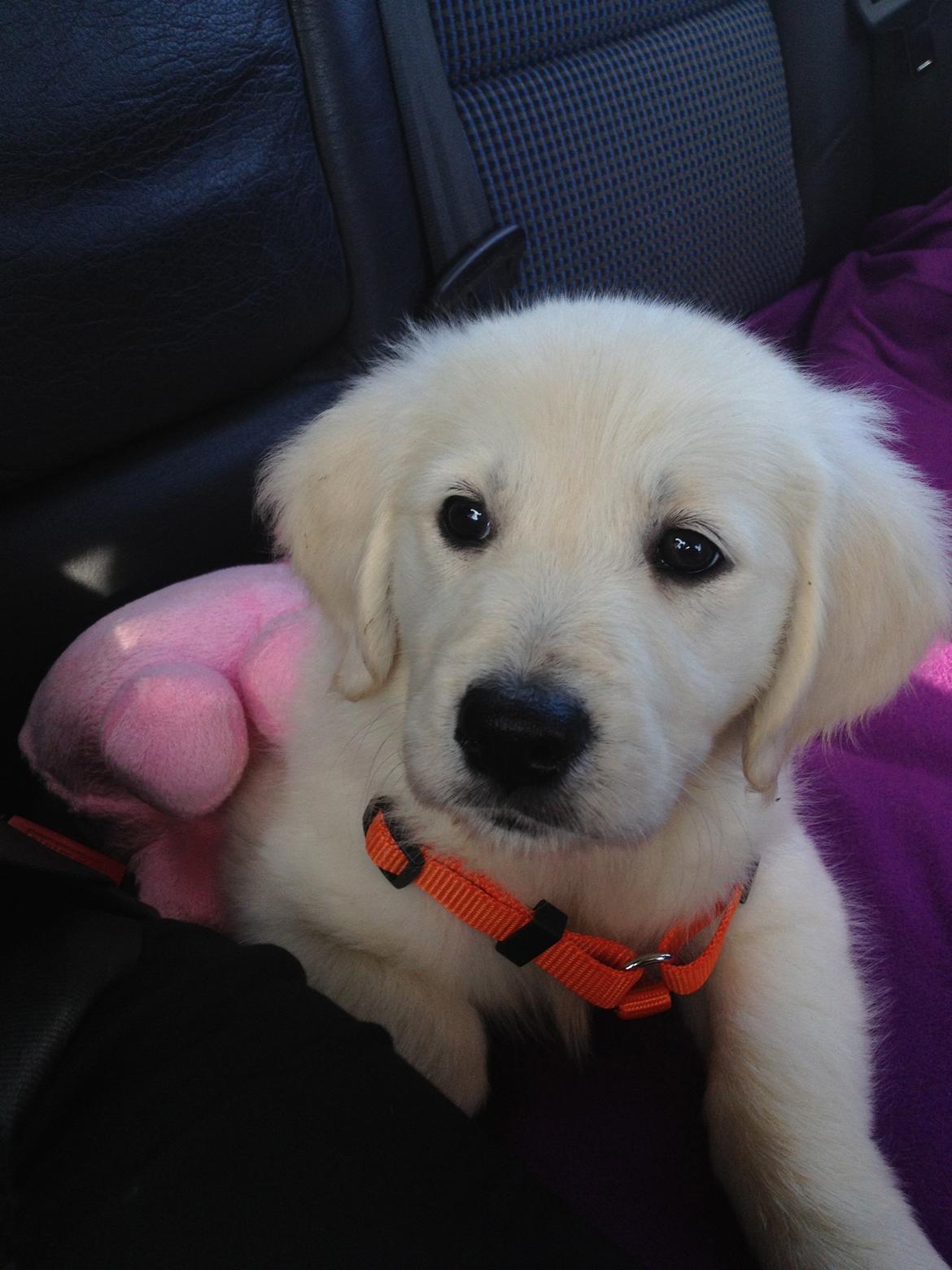 Golden retriever Fifi billede 2