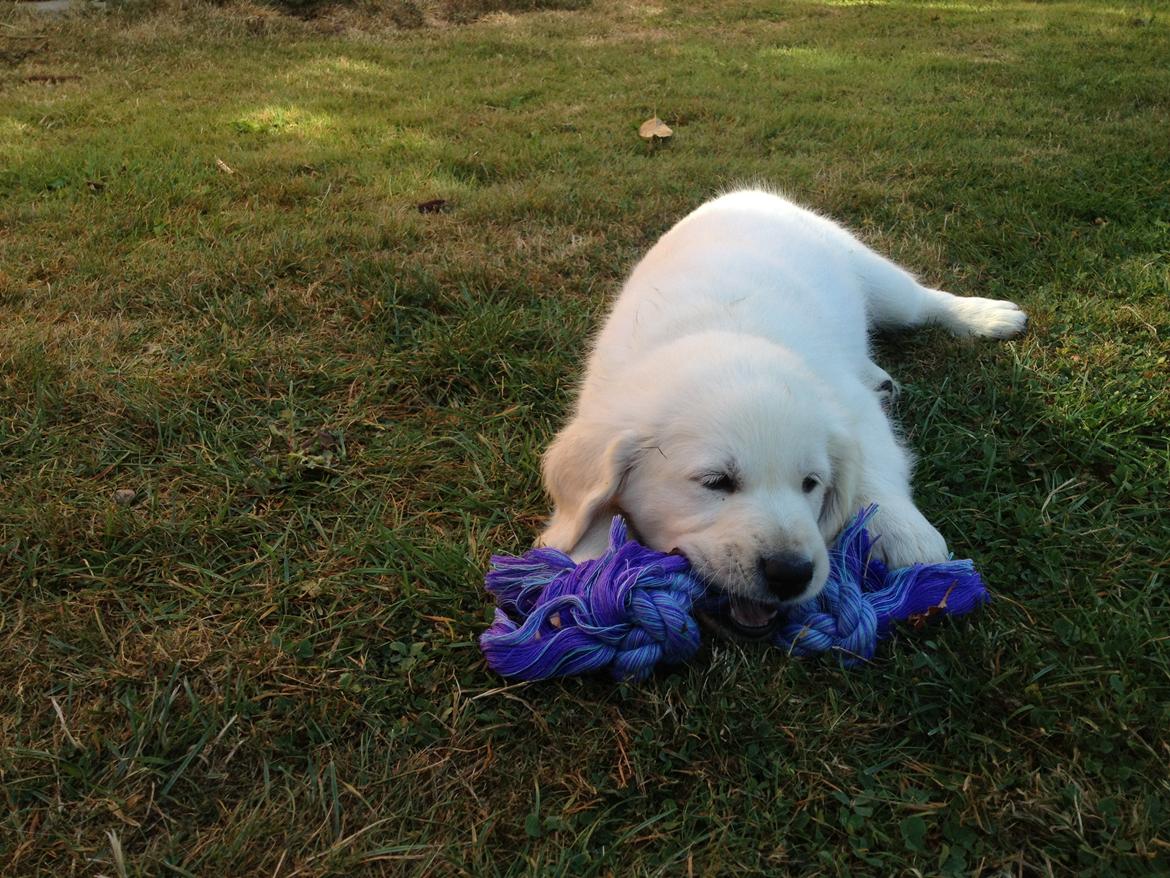 Golden retriever Fifi billede 3