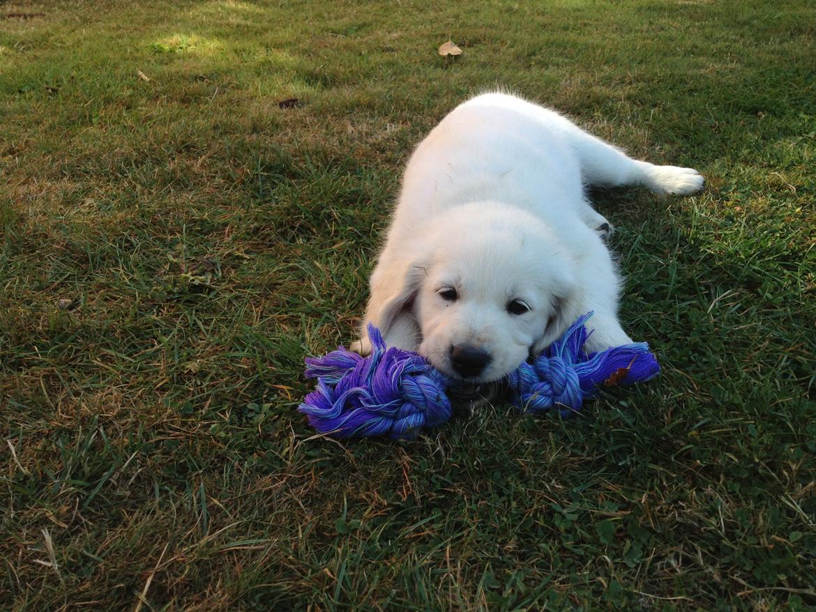 Golden retriever Fifi billede 4