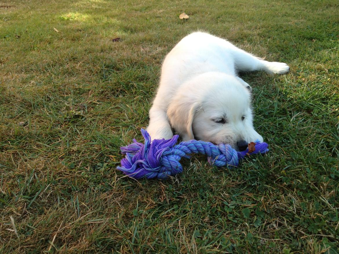 Golden retriever Fifi billede 5