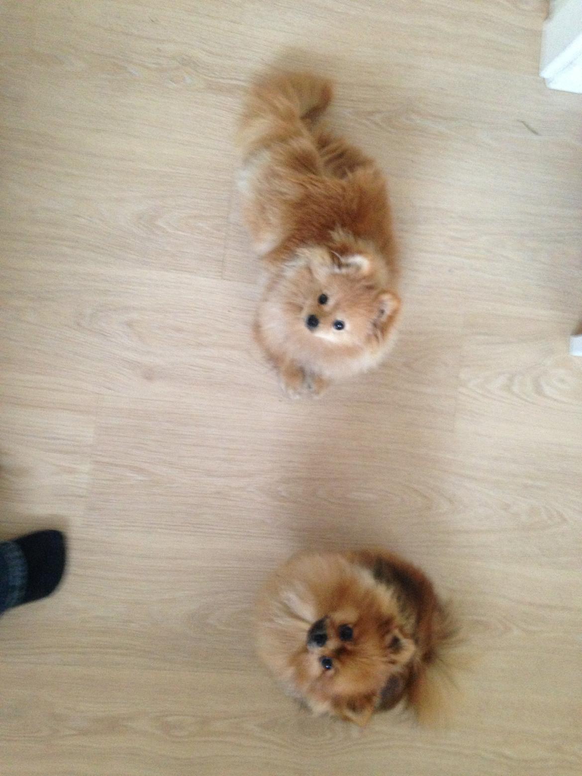 Pomeranian Misha billede 11