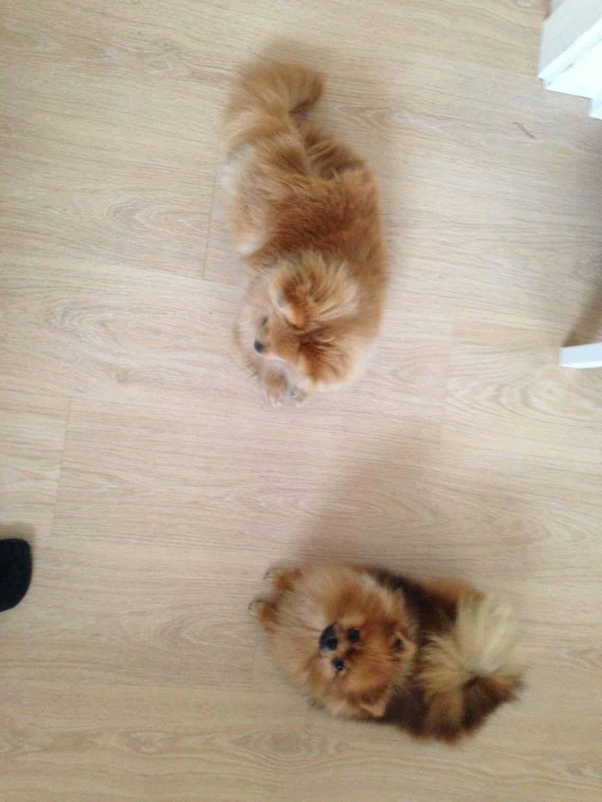 Pomeranian Misha billede 12