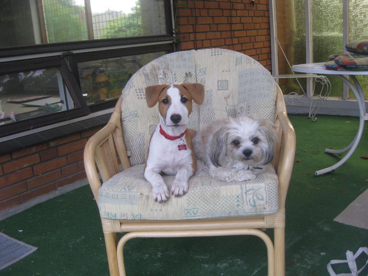 Blanding af racer Vega billede 17