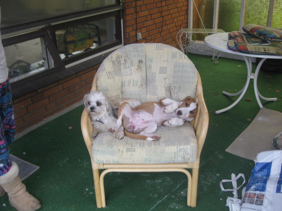 Blanding af racer Vega billede 18