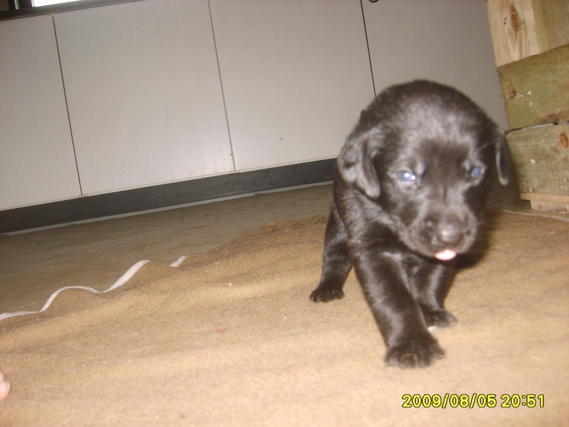 Labrador retriever Sussie - Sussie som hvalp ca. 4 uger billede 2