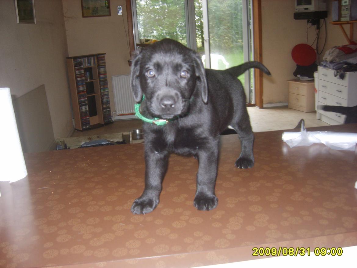 Labrador retriever Sussie - Sussie som hvalp billede 3