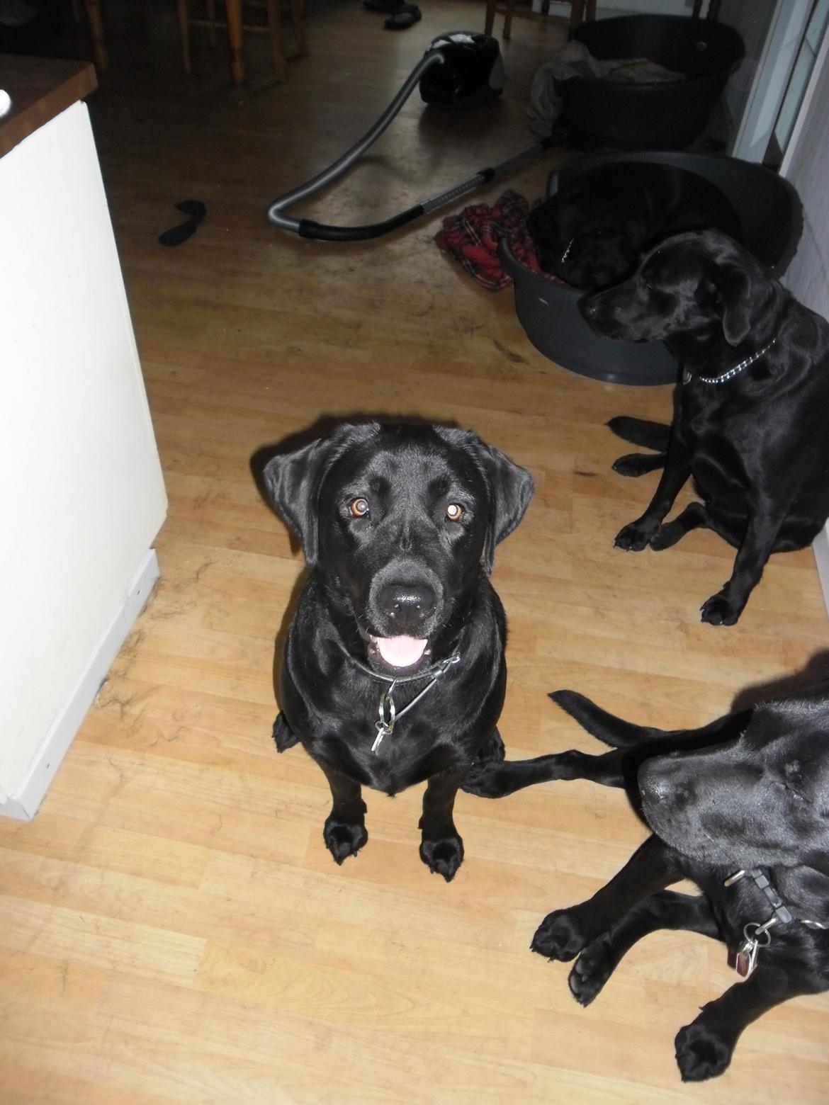 Labrador retriever Sussie - Sussie ca 2 år billede 4