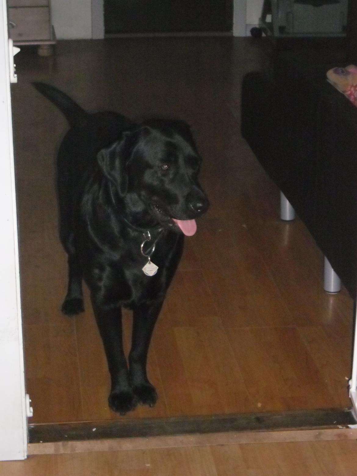 Labrador retriever Sussie - sussie ca 2 år billede 5