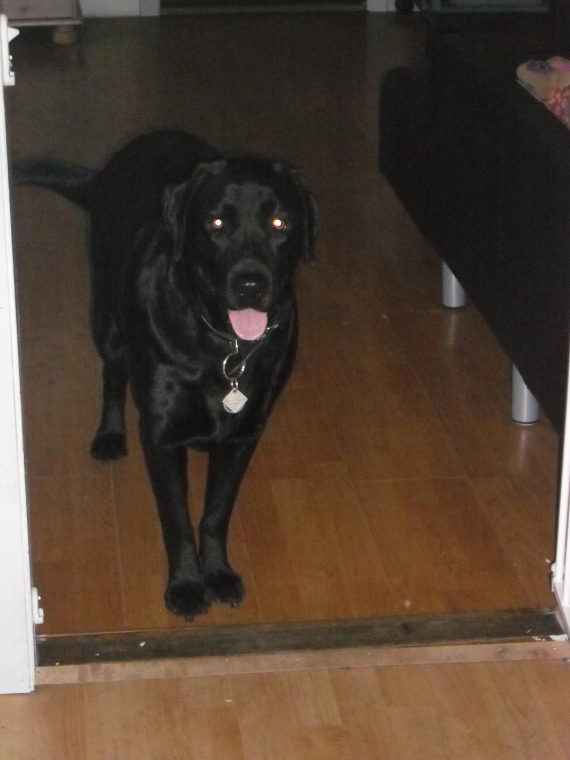 Labrador retriever Sussie - sussie ca 2 år billede 6