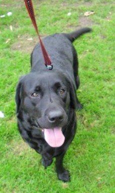 Labrador retriever Sussie - Sussie 4 år billede 7