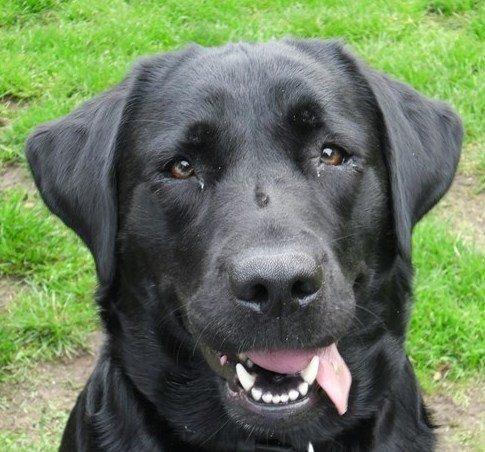 Labrador retriever Sussie - Sussie øjne (4 år) billede 1