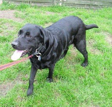 Labrador retriever Sussie - sussie 4 år billede 8