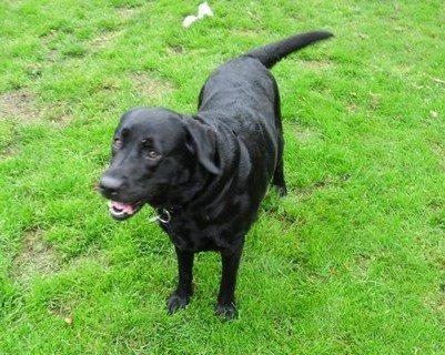 Labrador retriever Sussie - Sussie 4 år billede 9