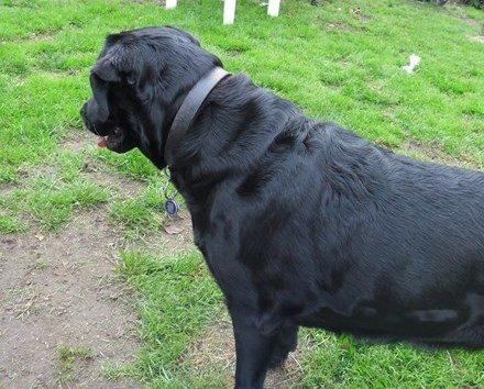 Labrador retriever Sussie - Sussie 4 år, Har fået øje på noget spændene. billede 10