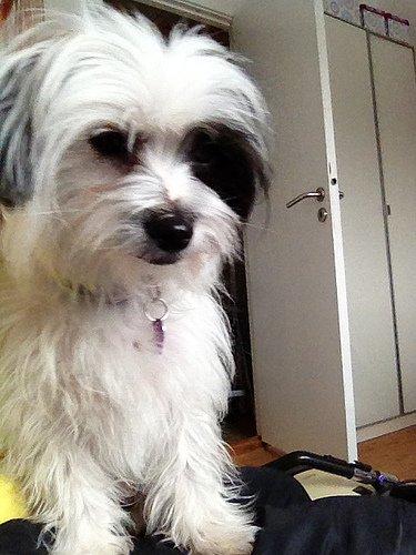 Blanding af racer Silke billede 2