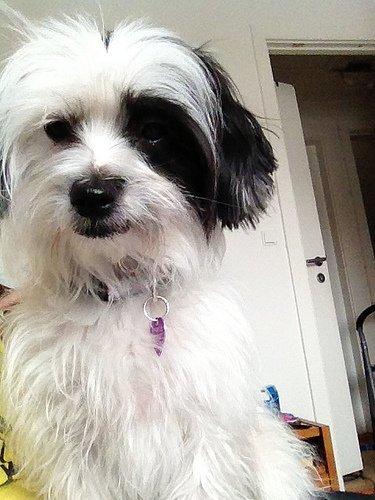 Blanding af racer Silke billede 1