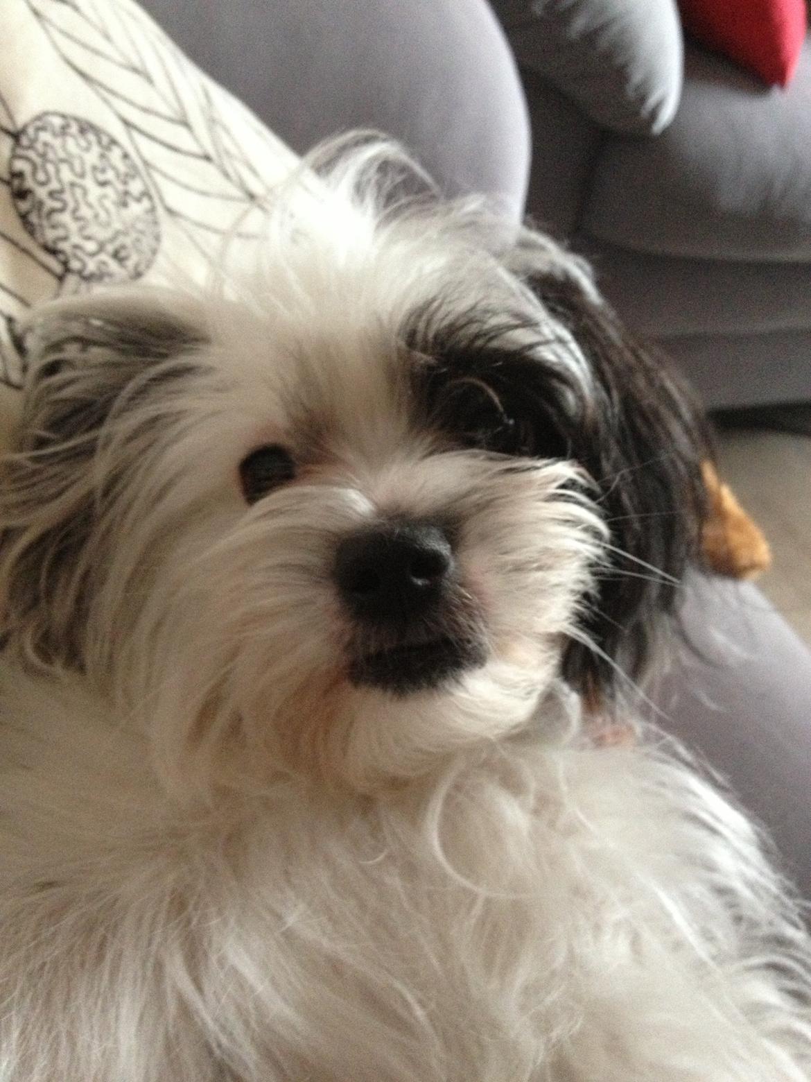 Blanding af racer Silke billede 6