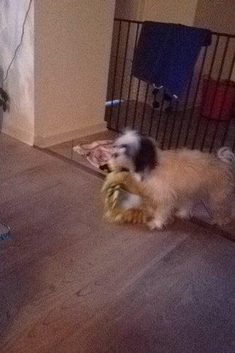 Blanding af racer Silke billede 14