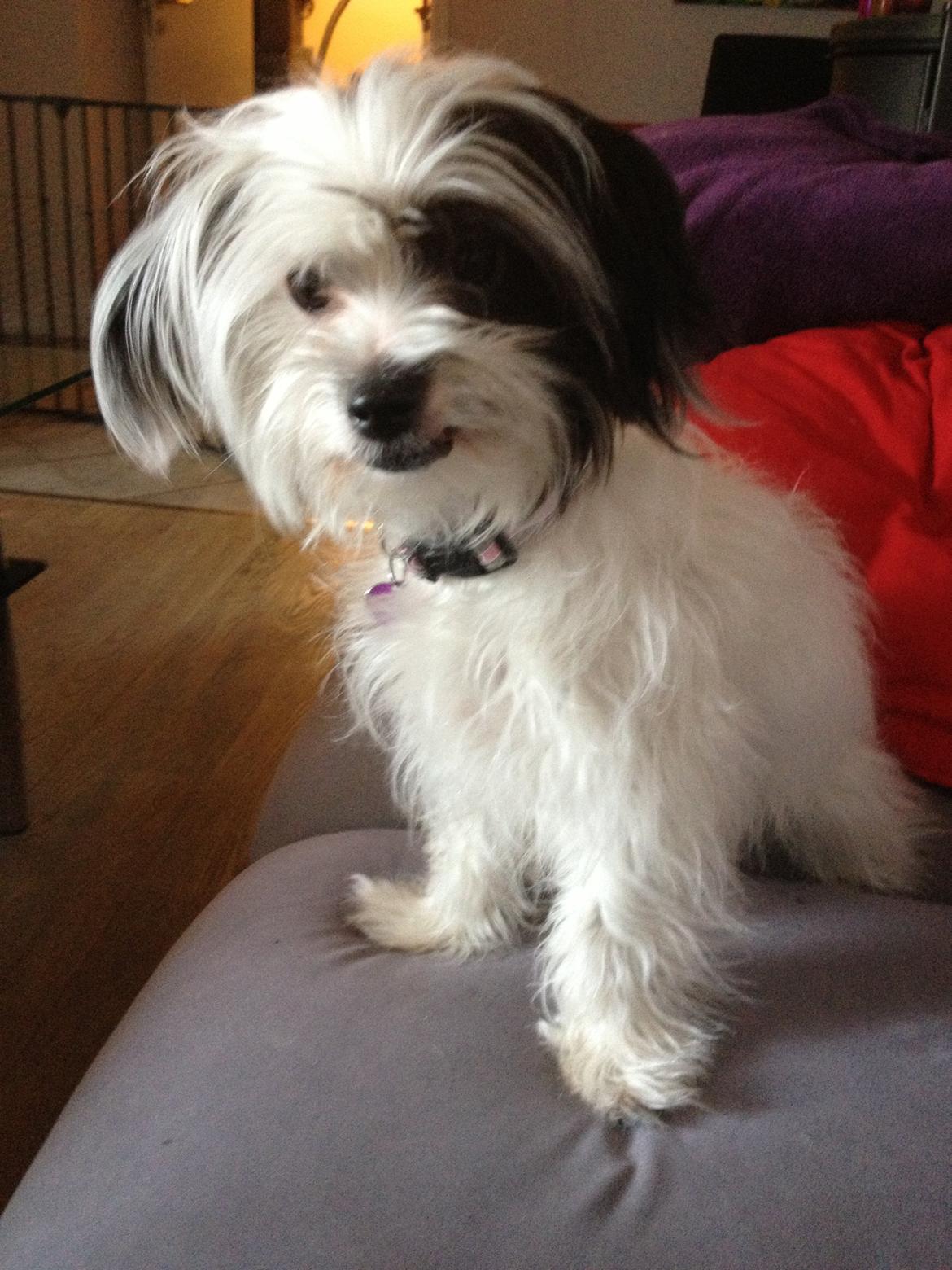 Blanding af racer Silke billede 7