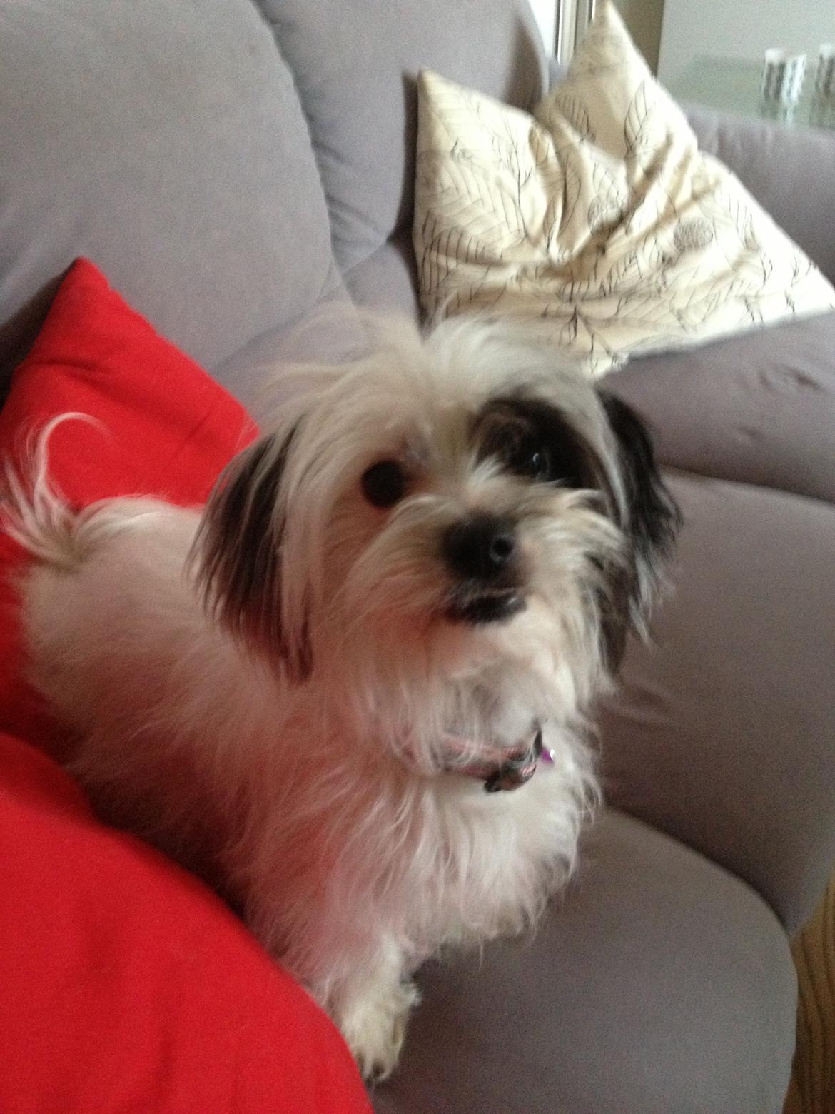 Blanding af racer Silke billede 10