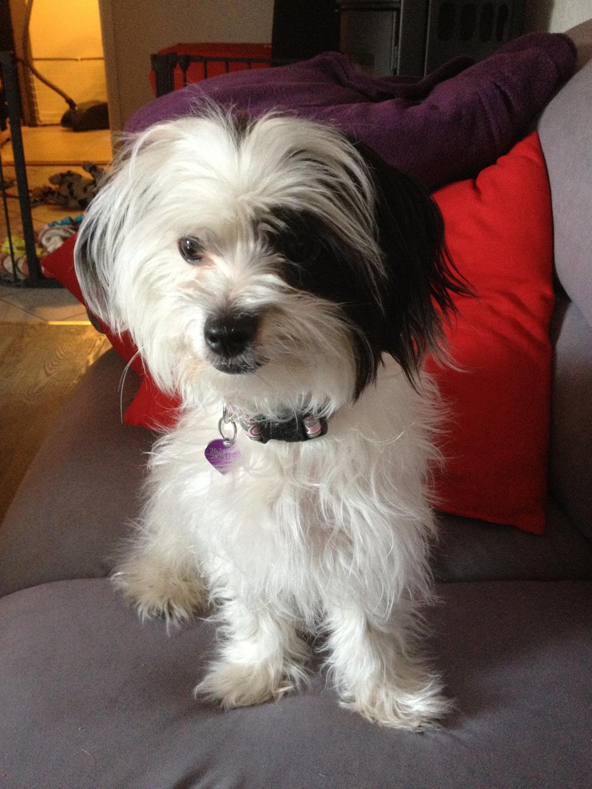 Blanding af racer Silke billede 8