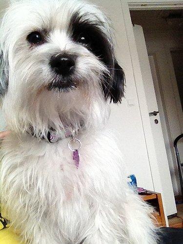 Blanding af racer Silke billede 4