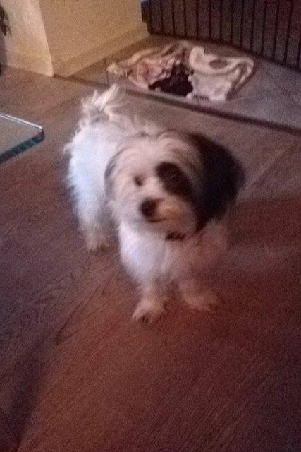 Blanding af racer Silke billede 11