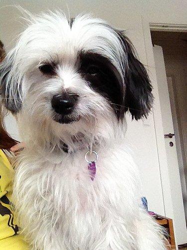 Blanding af racer Silke billede 5