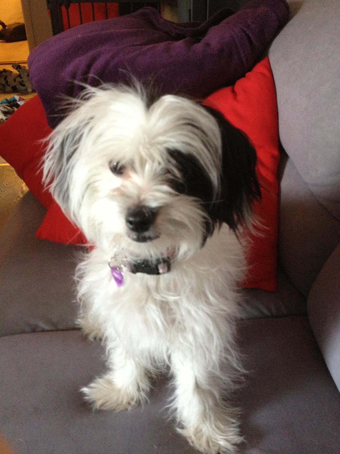 Blanding af racer Silke billede 9