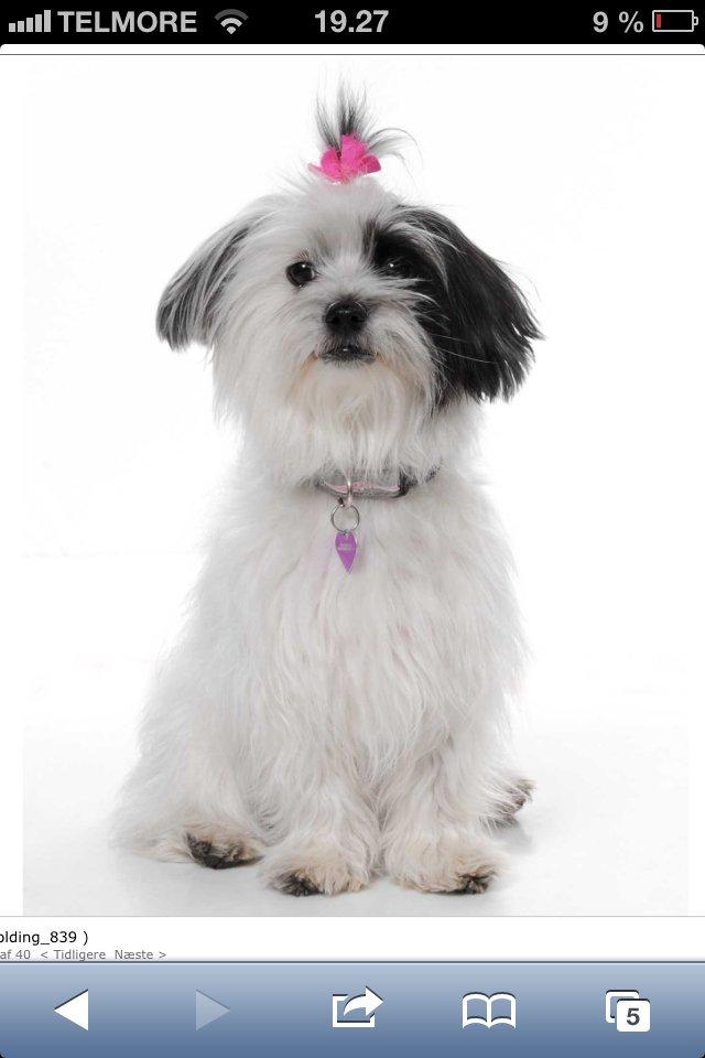 Blanding af racer Silke billede 12