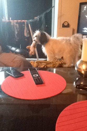 Blanding af racer Silke billede 13