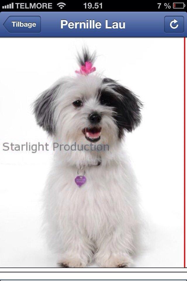 Blanding af racer Silke billede 15