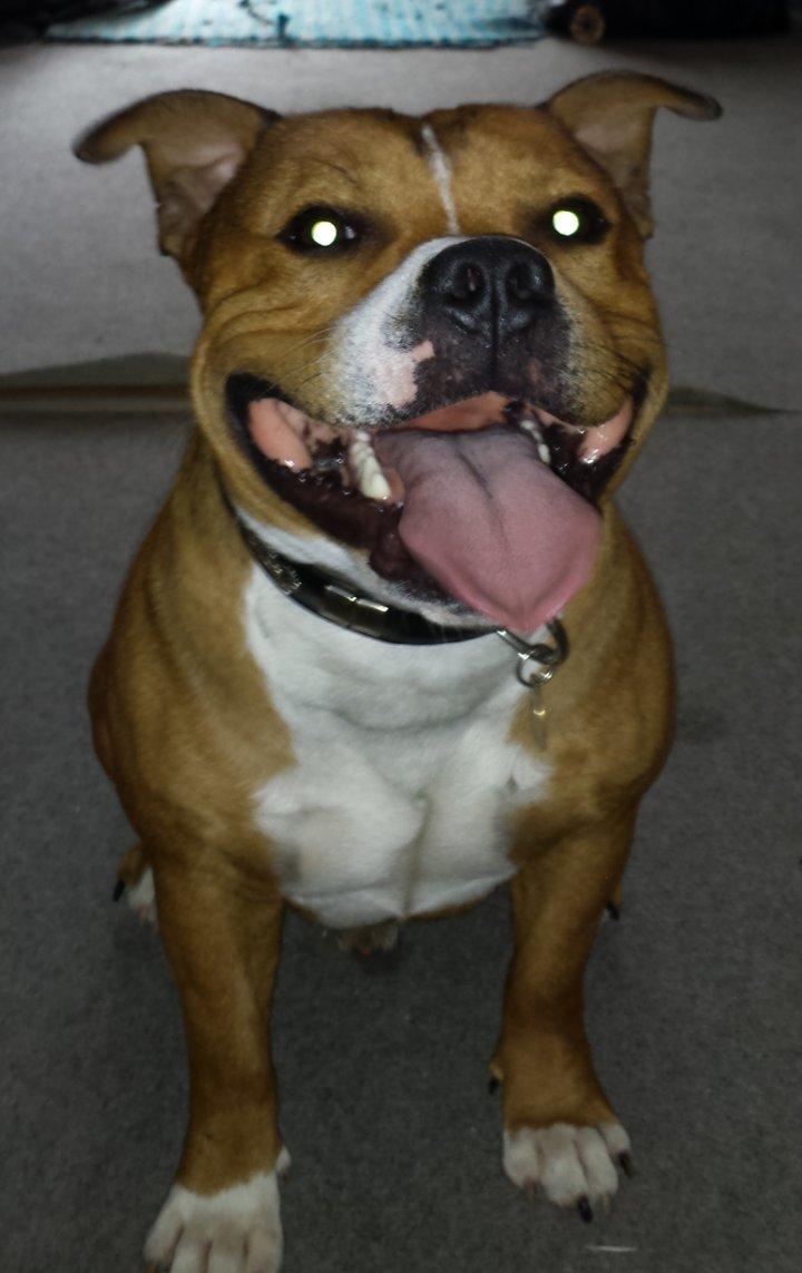 Staffordshire bull terrier Gizmo - HAN kan altså være så smuk :) billede 1