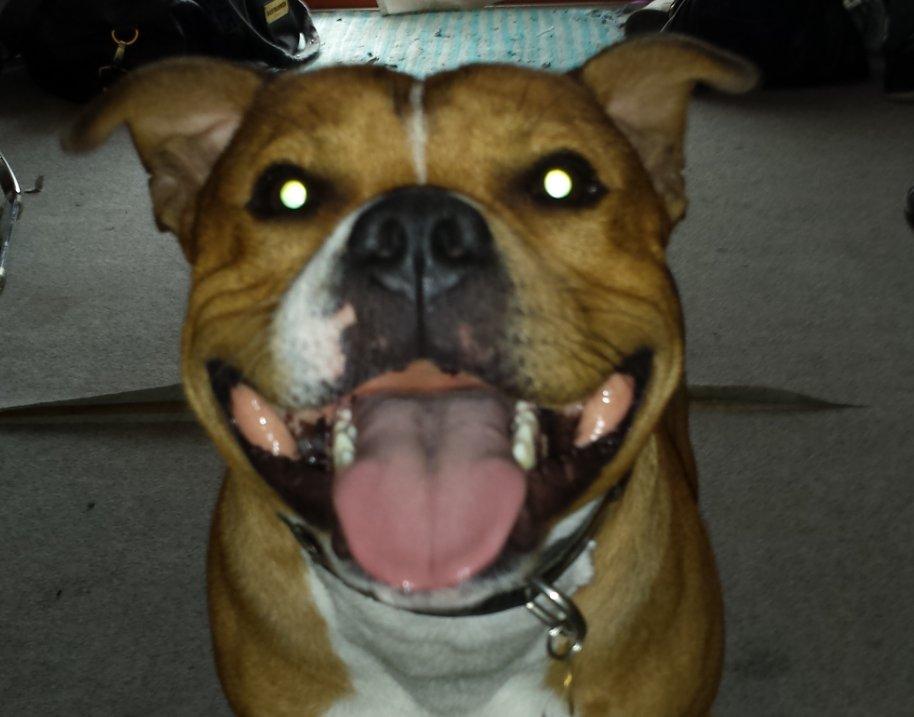 Staffordshire bull terrier Gizmo - Fars lille dreng! billede 2