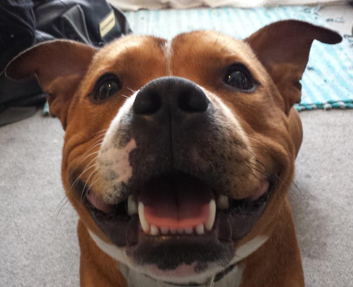 Staffordshire bull terrier Gizmo billede 3