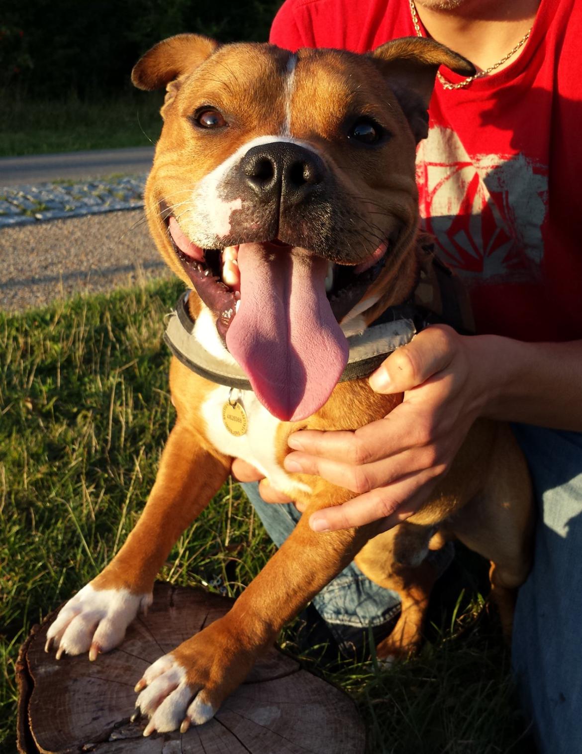 Staffordshire bull terrier Gizmo - ELSKER den hund! billede 4