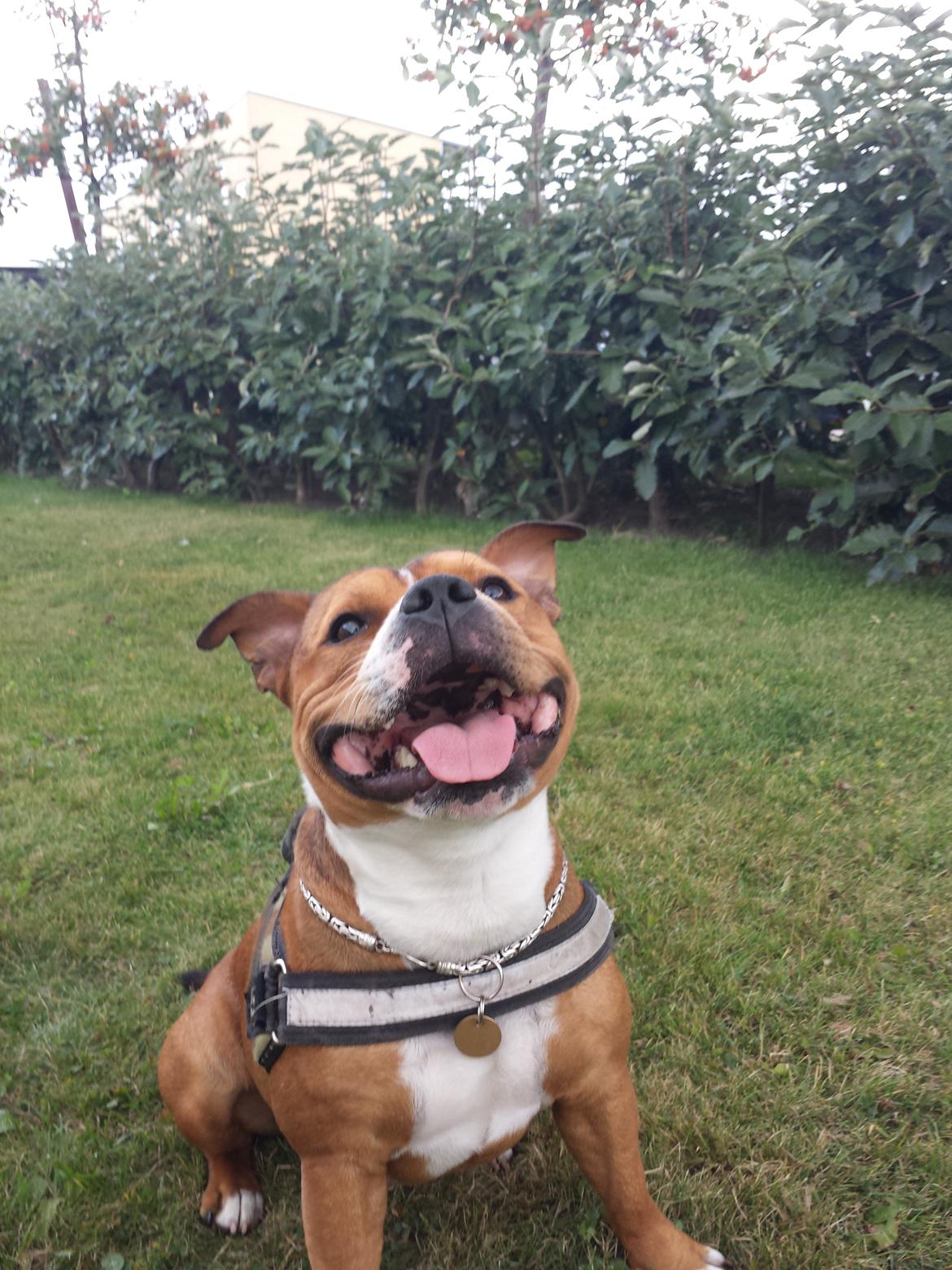 Staffordshire bull terrier Gizmo billede 5